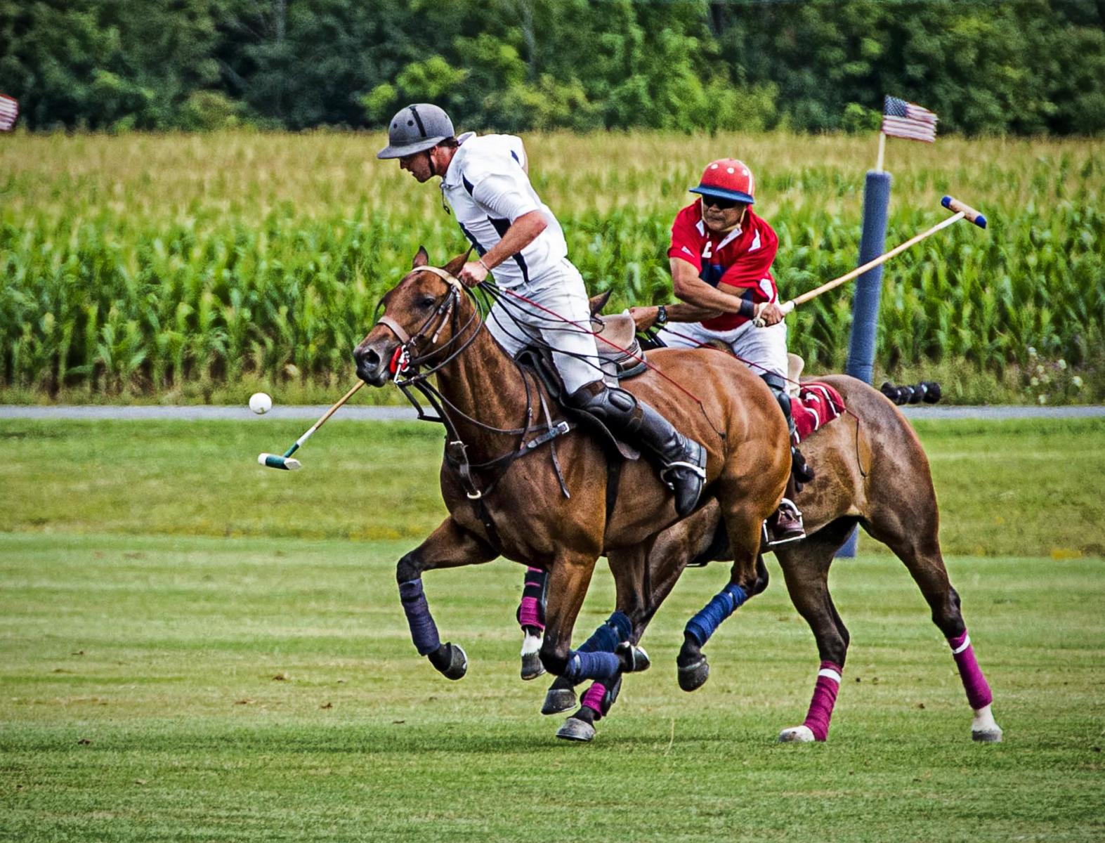 Polo_horses_sports